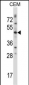 WNT3 Antibody (Center)