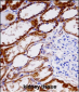 NDUFAB1 Antibody (C-term)