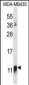 NDUFAB1 Antibody (C-term)