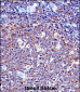 SPN/CD43 Antibody (N-term)