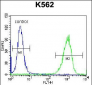 GOLGA5 Antibody (Center)