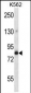 GOLGA5 Antibody (Center)