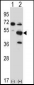 Mouse Pxk Antibody (Center)