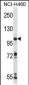 RC3H1 Antibody (C-term)
