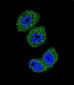 FOXO3 Antibody (Center)