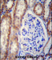 FOXO3 Antibody (Center)