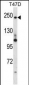 PPL Antibody (C-term)