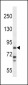 HDC Antibody (N-term)