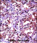 HSF1 Antibody (N-term)