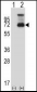 HSF1 Antibody (N-term)