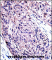 UBA7 Antibody (N-term)