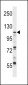 UBA7 Antibody (N-term)