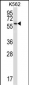 NPFFR1 Antibody (C-term)