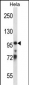 TCEB3 Antibody (Center)