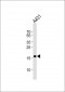 DUT Antibody (C-term)