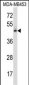 NR2F1 Antibody (N-term)