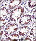 PDIA4 Antibody (N-term)
