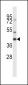 MAS1 Antibody (C-term)