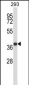 MOAP1 Antibody (N-term)