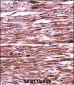 RNF19A Antibody (Center)