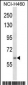 RNF19A Antibody (Center)