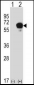 DPYSL3 Antibody (C-term)
