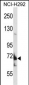 TMC8 Antibody (N-term)