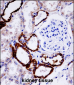 UMOD Antibody (Center)
