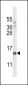 POLR2J Antibody (C-term)