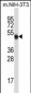M Mlkl Antibody (C-term)