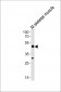 Mouse Hoxc10 Antibody (C-term)