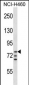 ARNT Antibody (Center  V528)