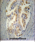 STC2 Antibody (C-term)