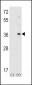 APG10L Antibody (C-term S116)