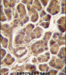 PIPPIN Antibody (Center)