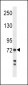 Myeloperoxidase Antibody (Center)