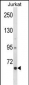 CRTC2 Antibody (N-term)