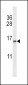 TCEB2 Antibody (Center)