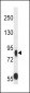 MUPCDH Antibody (N-term)