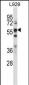 BIN1 Antibody (Center)