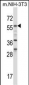 BIN1 Antibody (Center)