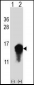 CSTA Antibody (C-term)