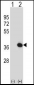 TOLLIP Antibody (C-term)