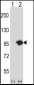 USP15 Antibody (N-term)