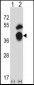 GTF2B Antibody (N-term)