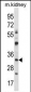 GTF2B Antibody (N-term)