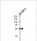 SMARCE1 Antibody (C-term)