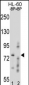 RNF40 Antibody (C-term)