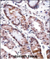 DLX5 Antibody (Center)