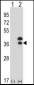 DLX5 Antibody (Center)